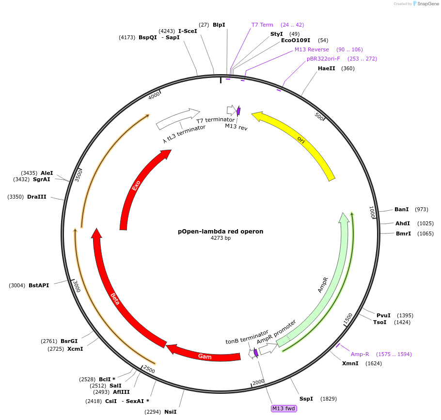 165521-plasmid-map-sequence-id-338838