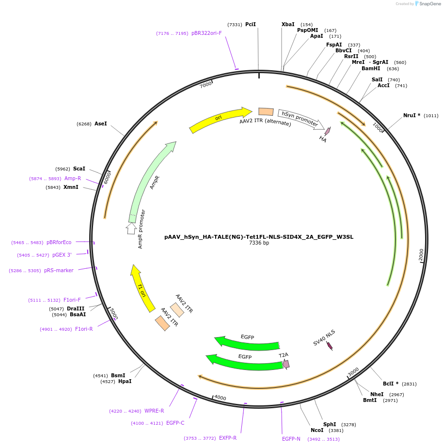 172205-plasmid-map-sequence-id-338845