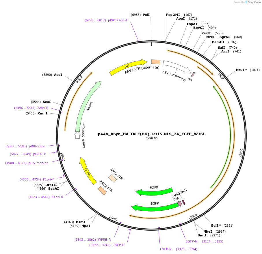 172200-plasmid-map-sequence-id-338847