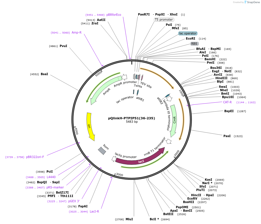 170533-plasmid-map-sequence-id-338856