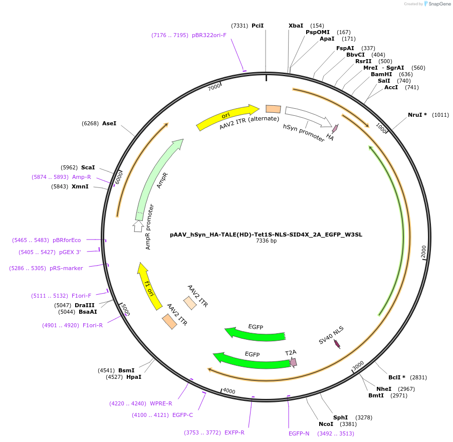 172208-plasmid-map-sequence-id-338858