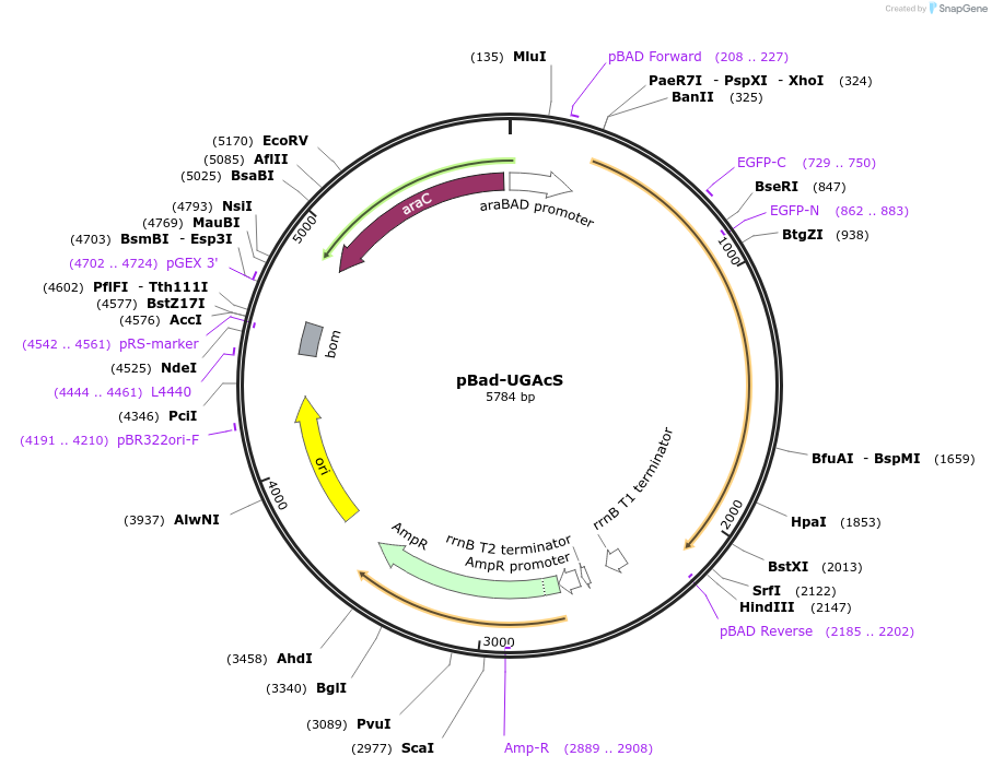 172137-plasmid-map-sequence-id-338863