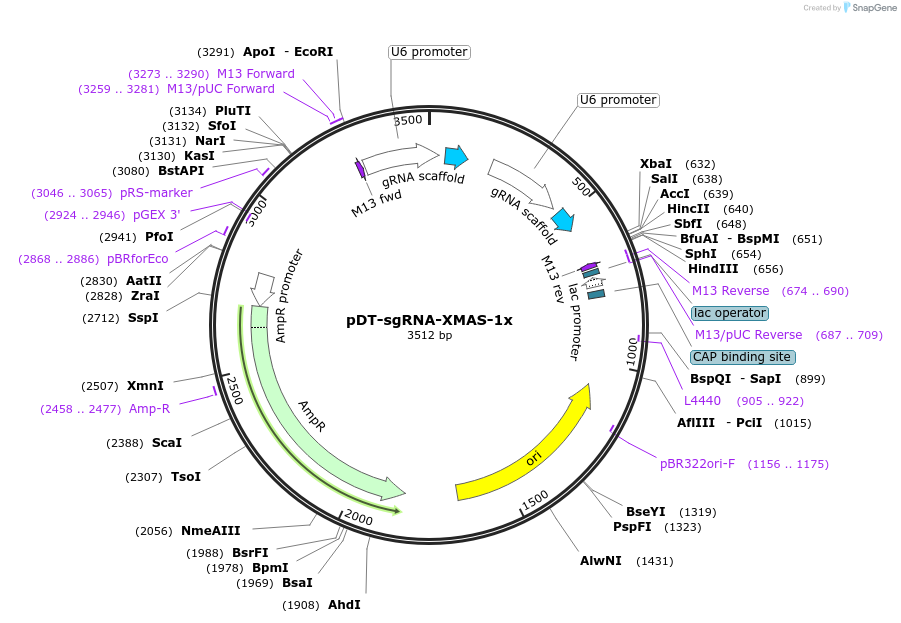 164413-plasmid-map-sequence-id-338865