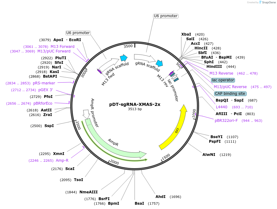 164414-plasmid-map-sequence-id-338867
