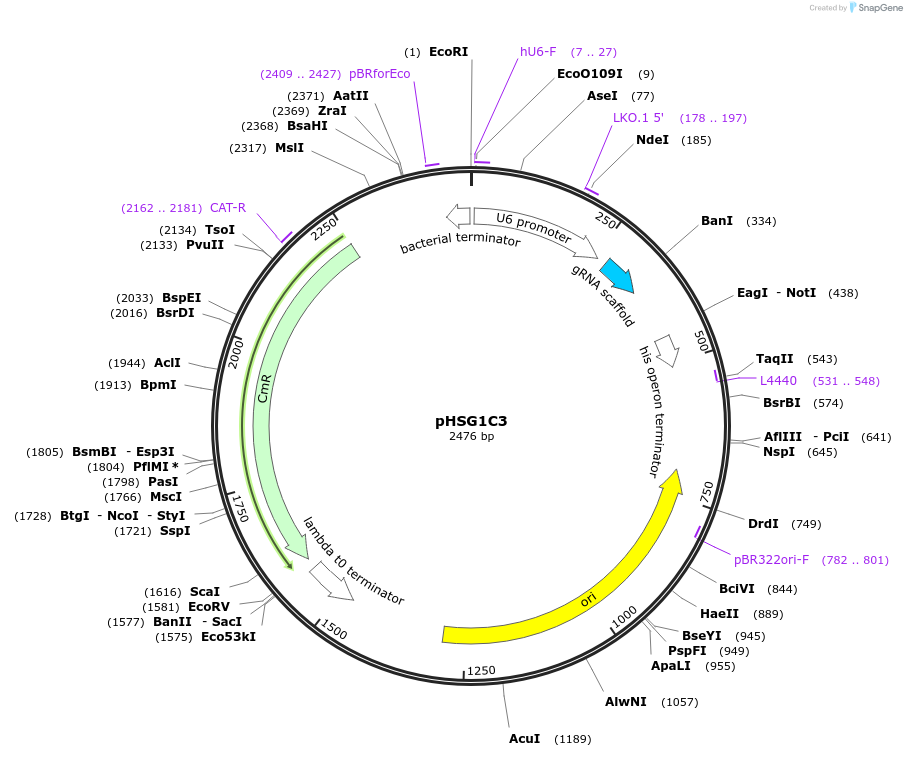 164423-plasmid-map-sequence-id-338872