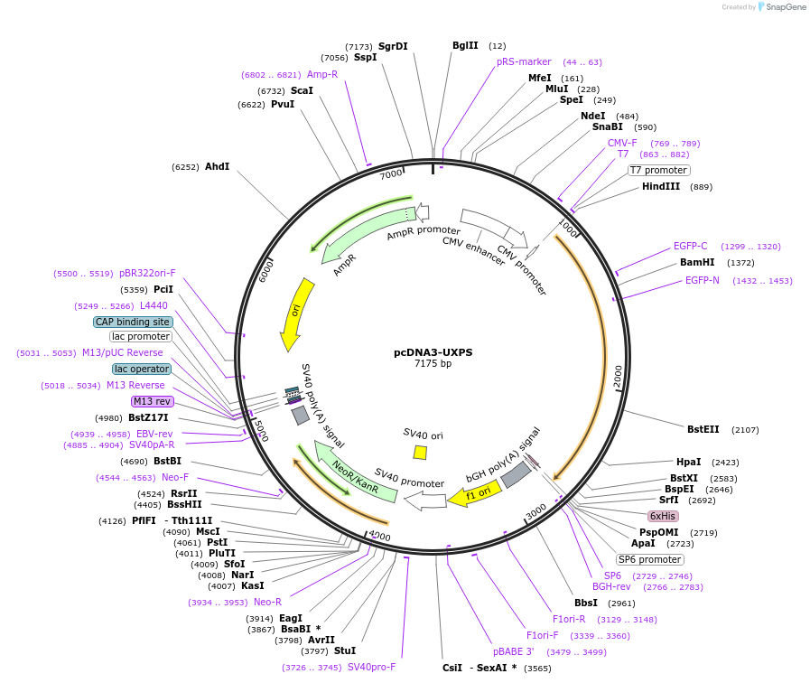 172136-plasmid-map-sequence-id-338874