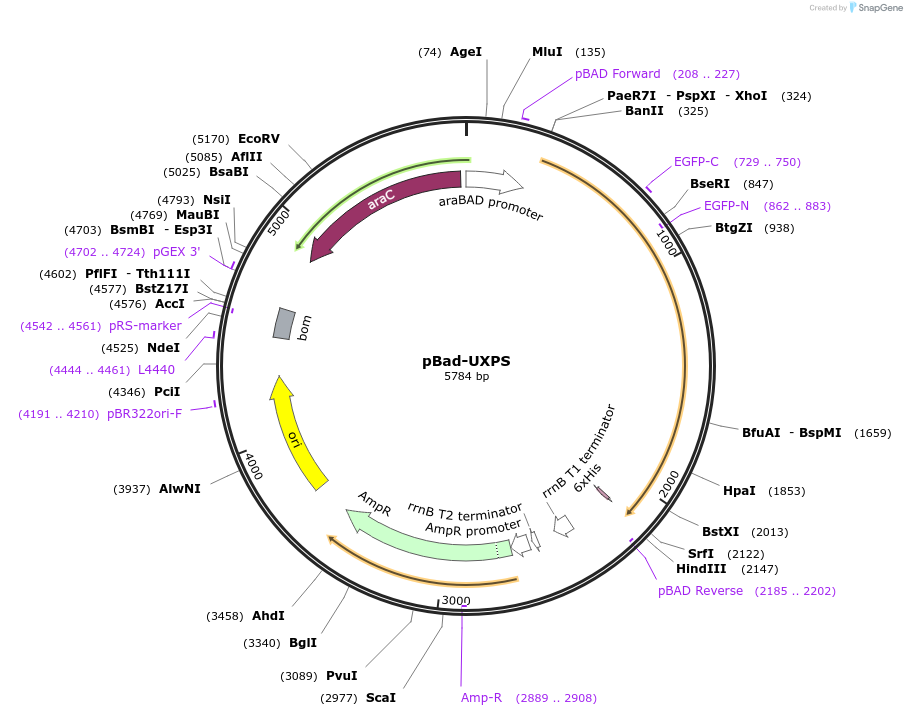 172138-plasmid-map-sequence-id-338876