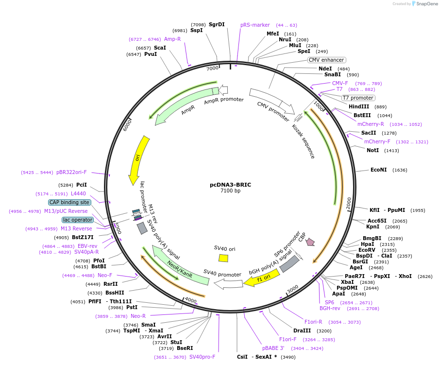172338-plasmid-map-sequence-id-338879