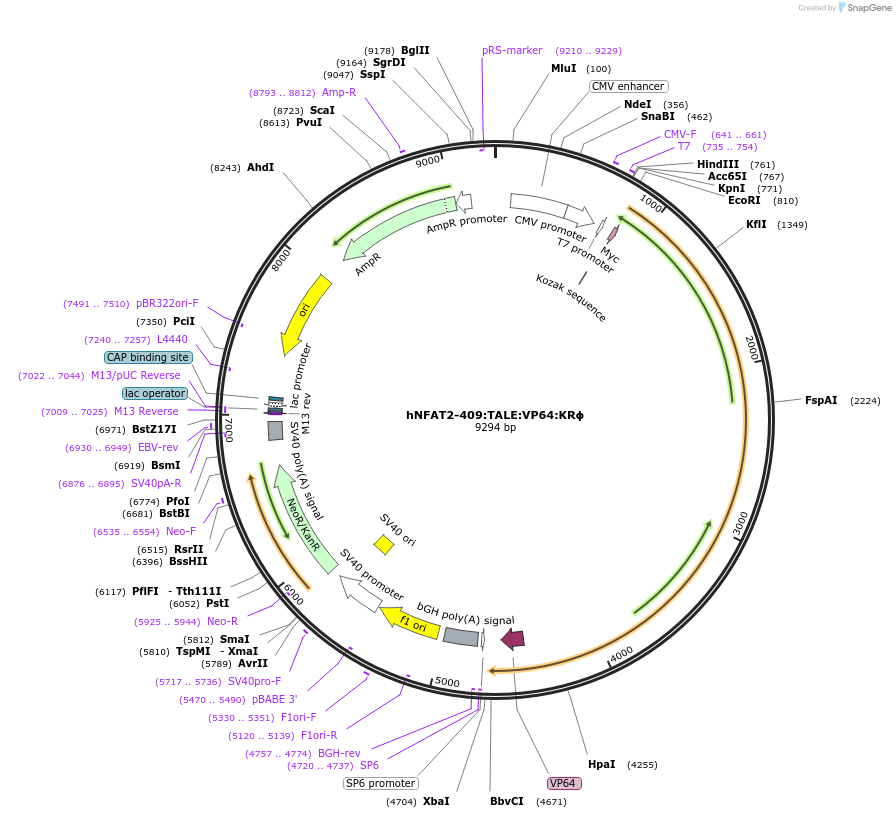 160661-plasmid-map-sequence-id-338890