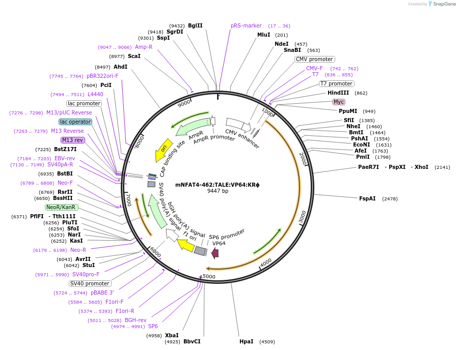 160662-plasmid-map-sequence-id-338891