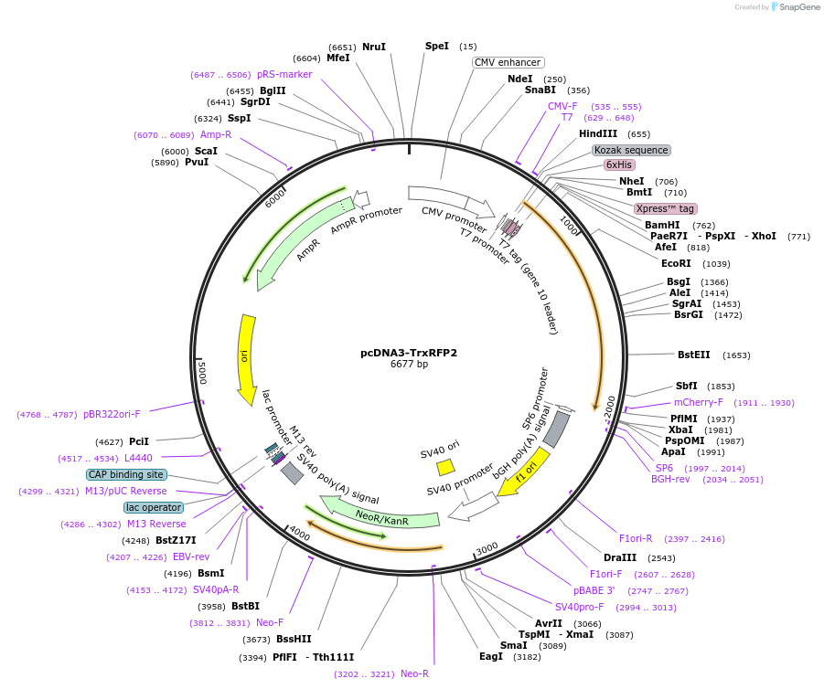 172322-plasmid-map-sequence-id-338897