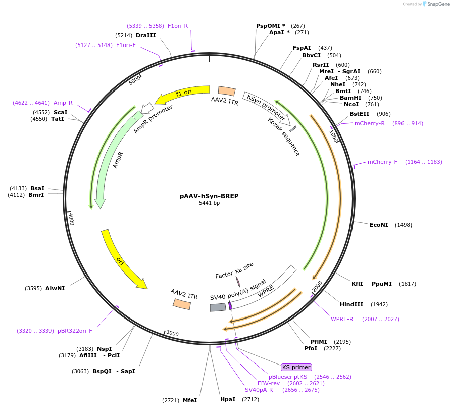 172340-plasmid-map-sequence-id-338898