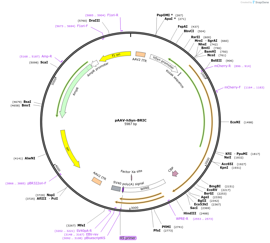 172341-plasmid-map-sequence-id-338900