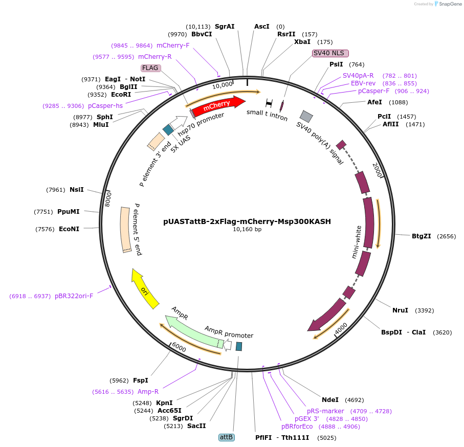 170807-plasmid-map-sequence-id-338904