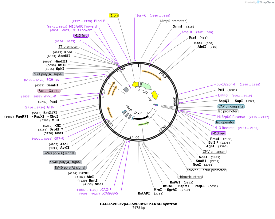 172476-plasmid-map-sequence-id-338906