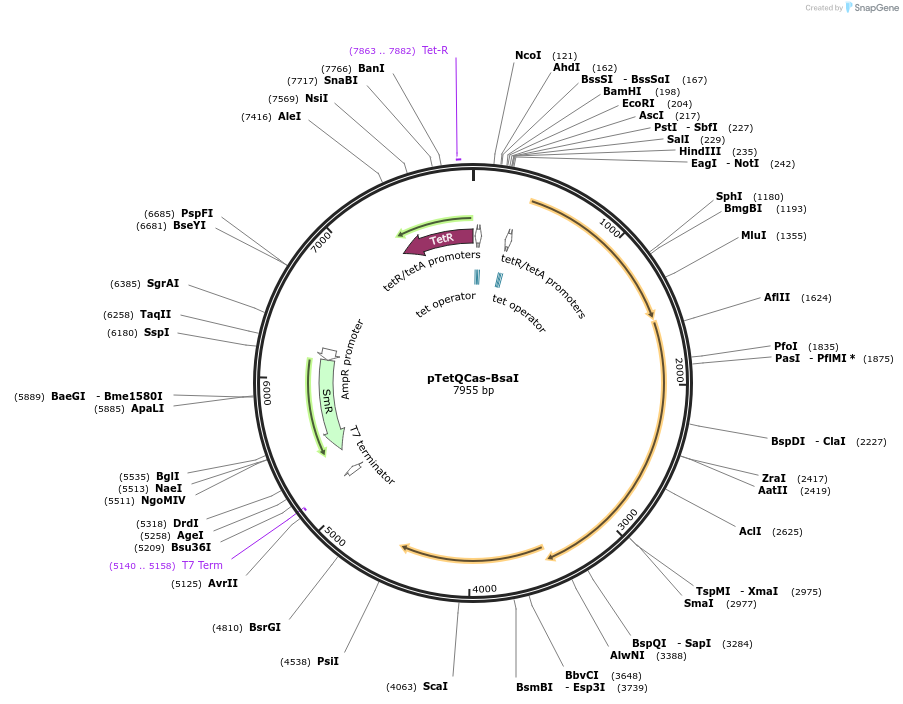 170629-plasmid-map-sequence-id-338907