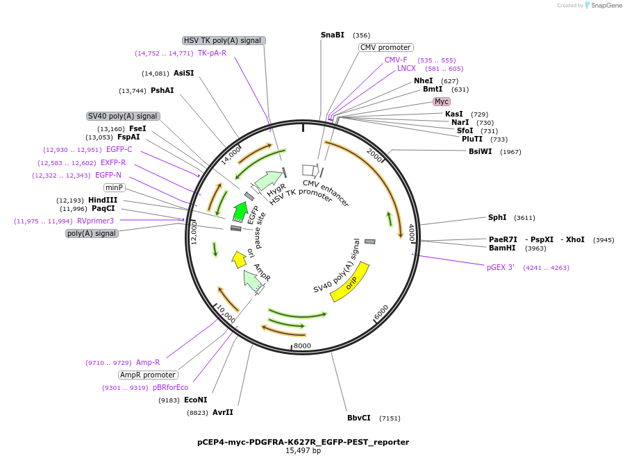 172597-plasmid-map-sequence-id-338908