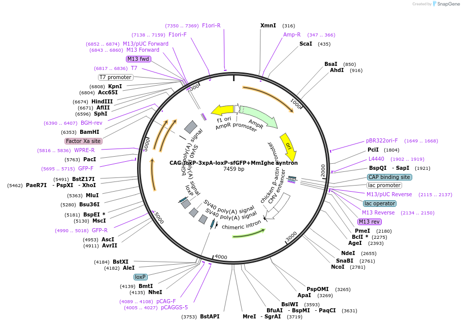 172475-plasmid-map-sequence-id-338910