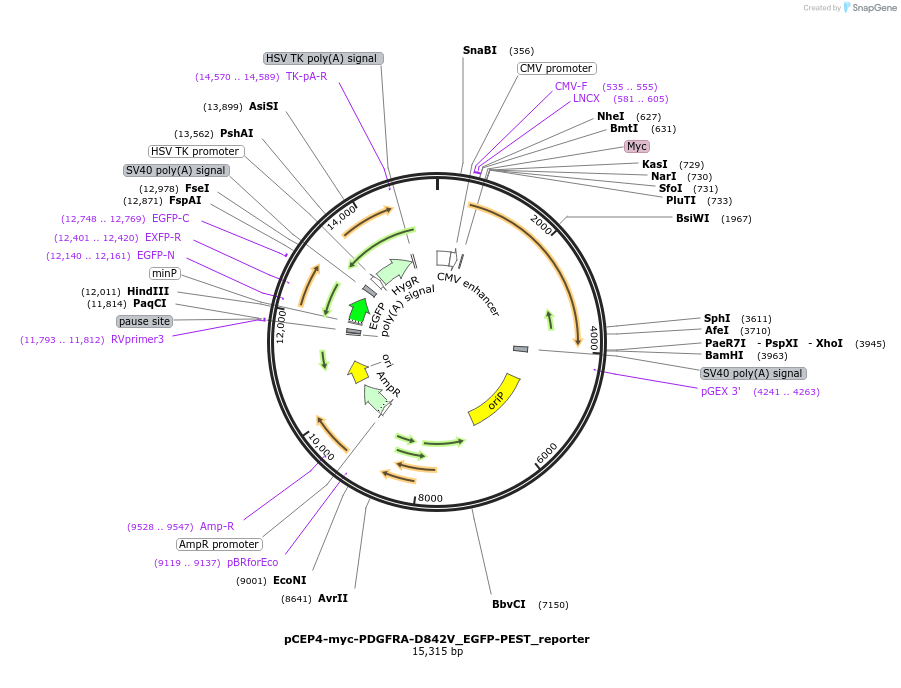 172598-plasmid-map-sequence-id-338911
