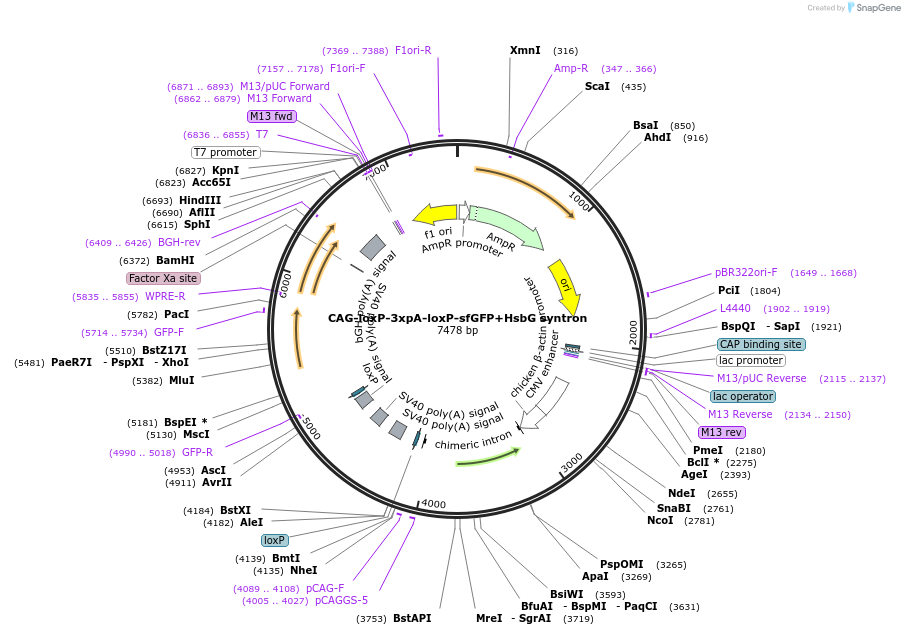 172477-plasmid-map-sequence-id-338915