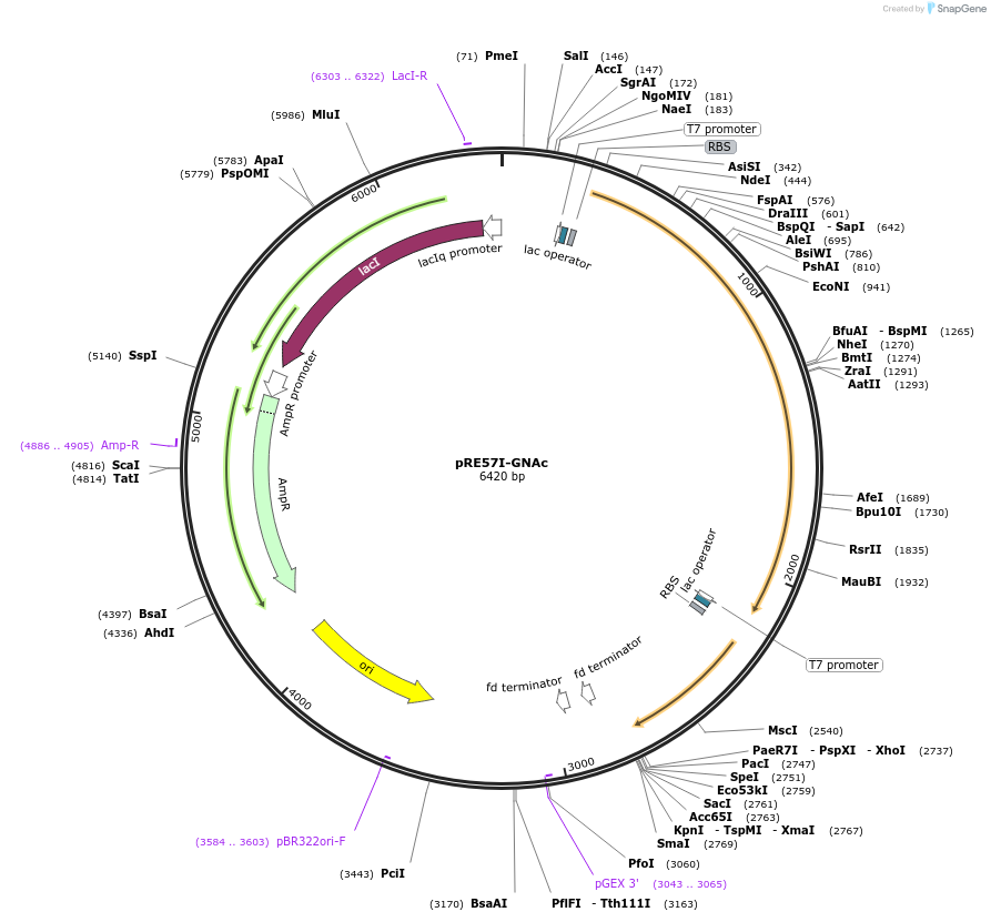 170637-plasmid-map-sequence-id-338926