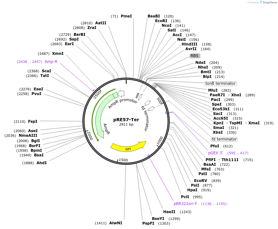 170635-plasmid-map-sequence-id-338927