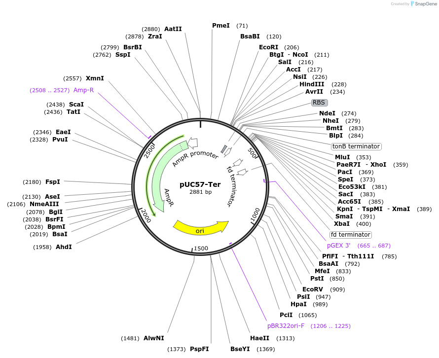 170634-plasmid-map-sequence-id-338928