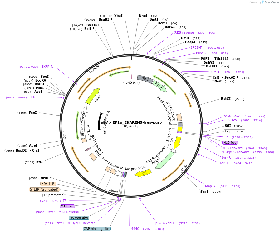 167821-plasmid-map-sequence-id-338951