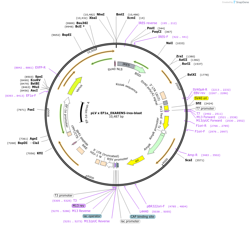 167822-plasmid-map-sequence-id-338960
