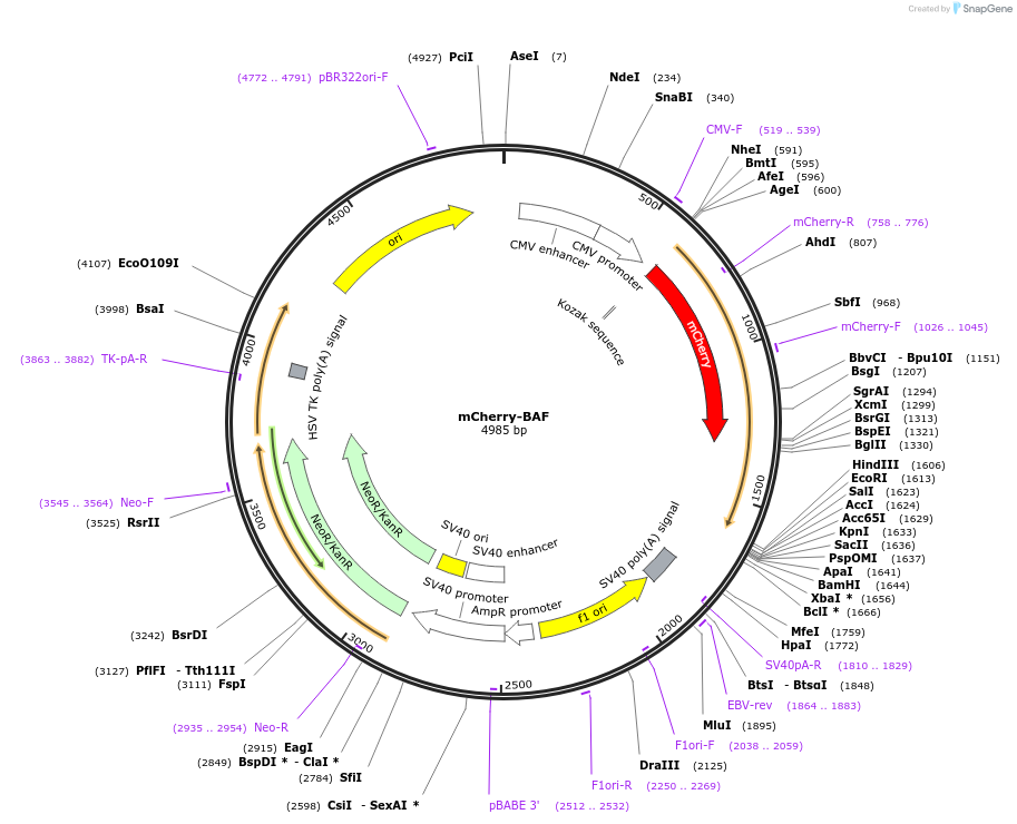 172447-plasmid-map-sequence-id-338986