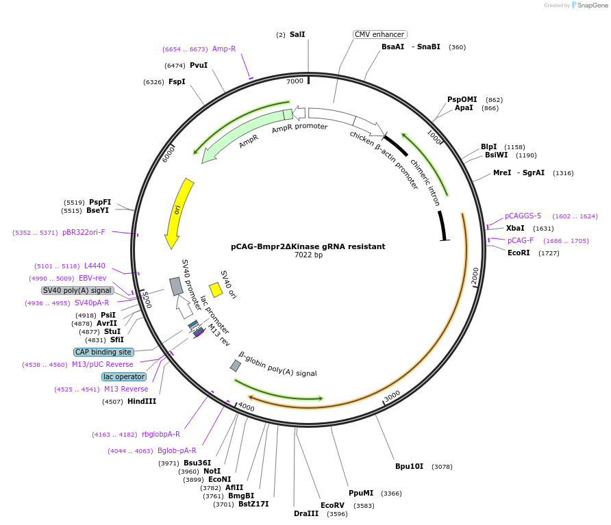 163411-plasmid-map-sequence-id-338987