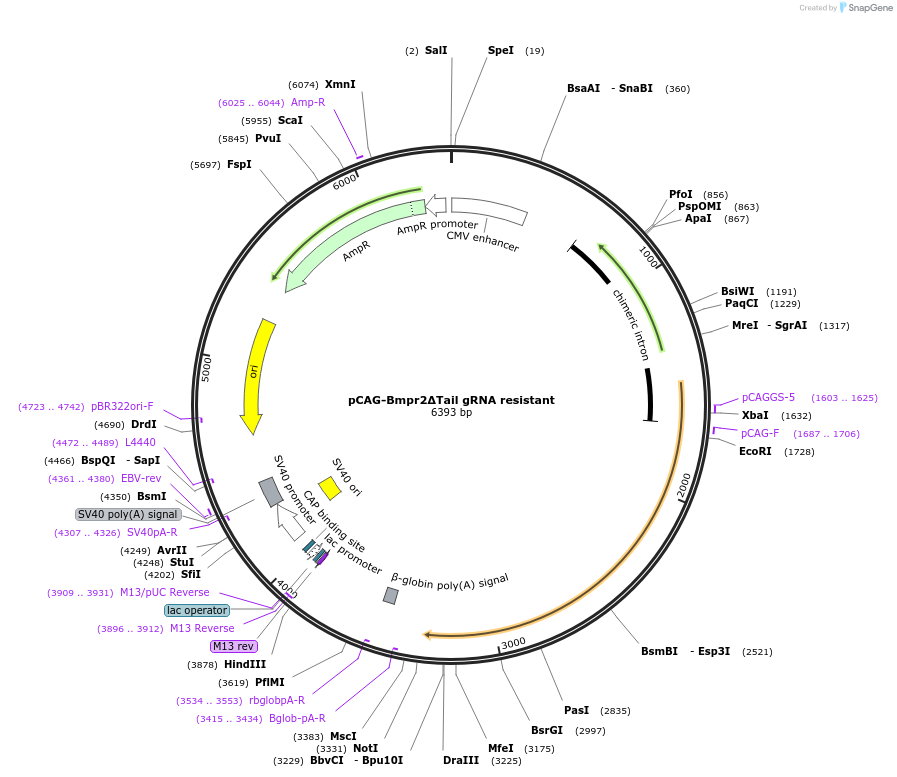 163412-plasmid-map-sequence-id-338994
