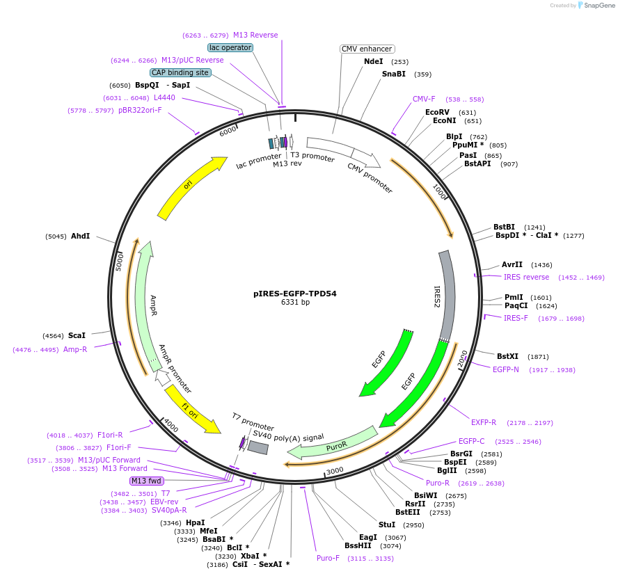 172459-plasmid-map-sequence-id-338995