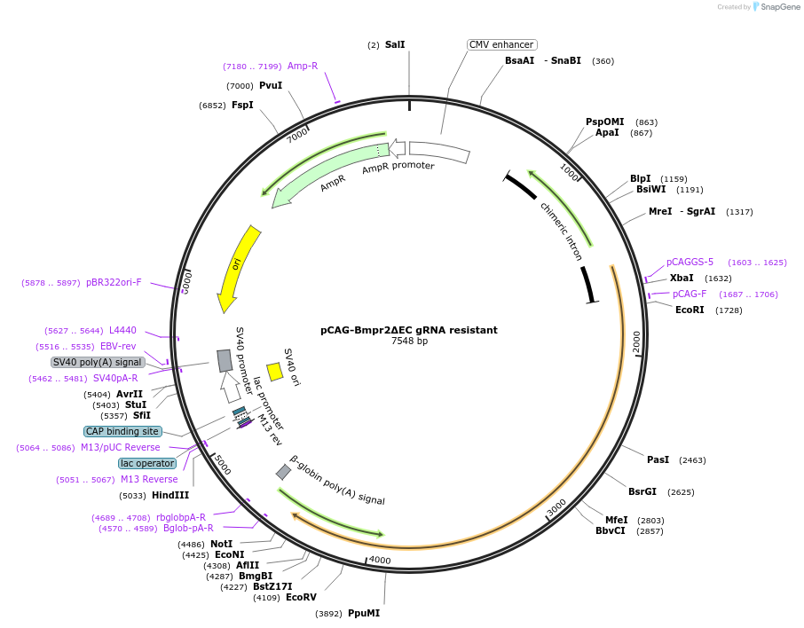163413-plasmid-map-sequence-id-339003