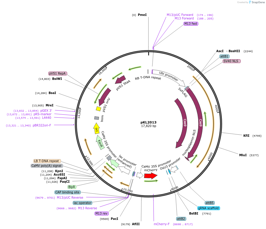 172182-plasmid-map-sequence-id-339004