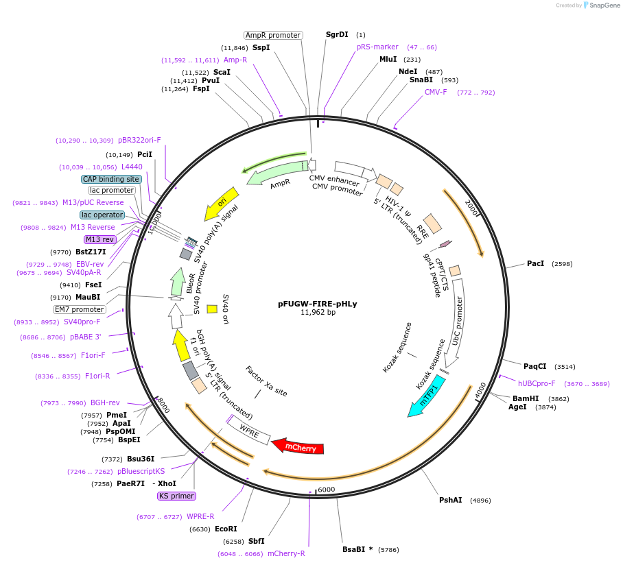 170774-plasmid-map-sequence-id-339008