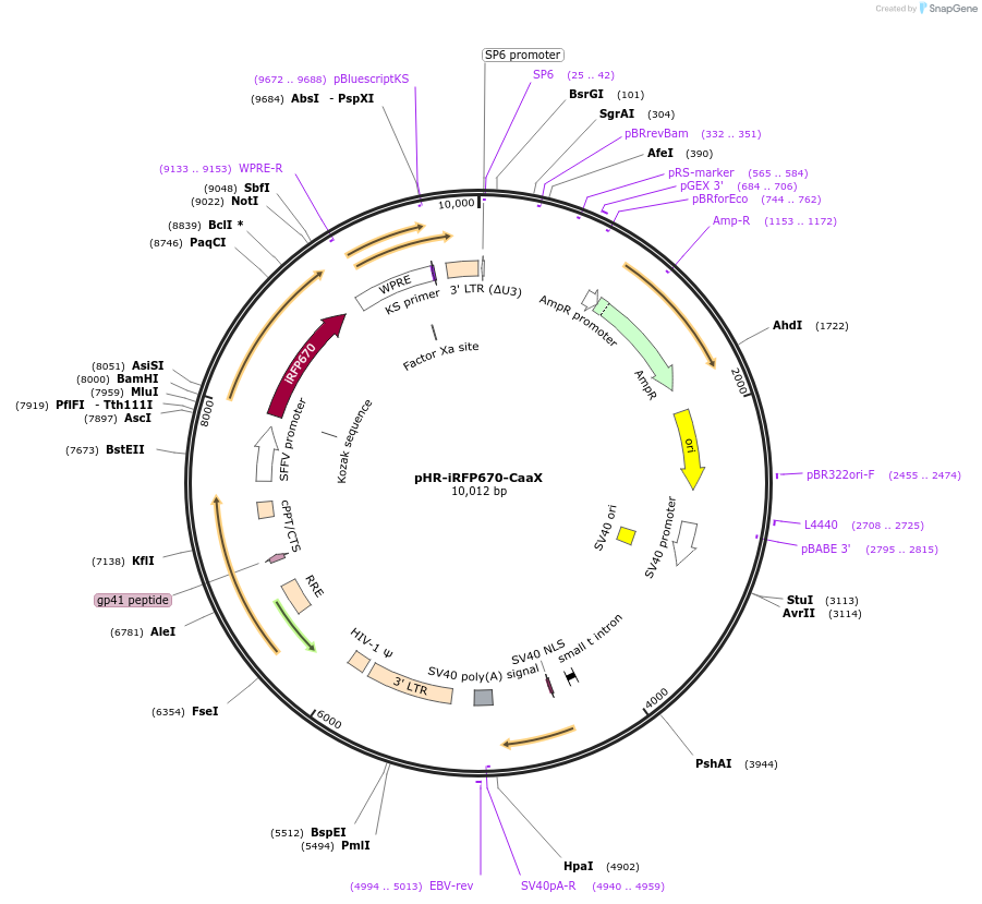 170464-plasmid-map-sequence-id-339025