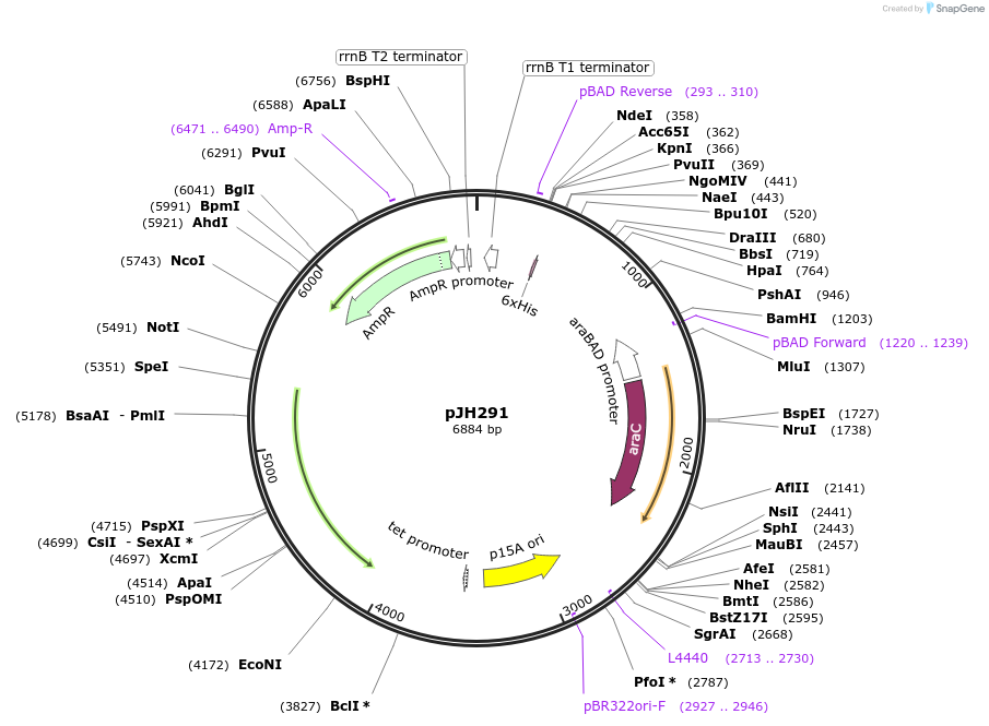 172153-plasmid-map-sequence-id-339046