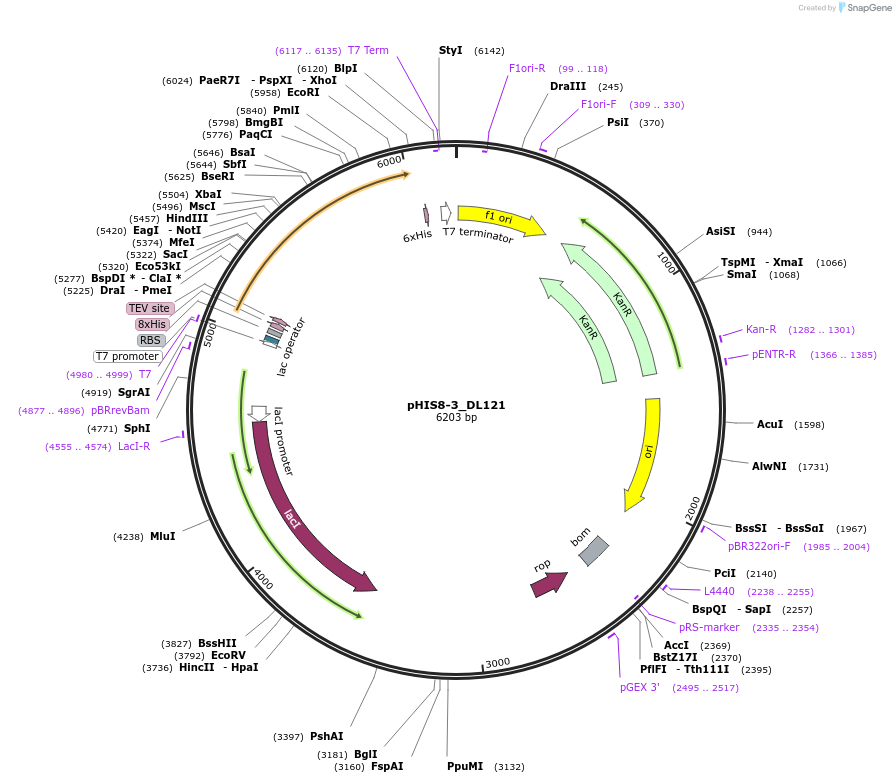171953-plasmid-map-sequence-id-339051