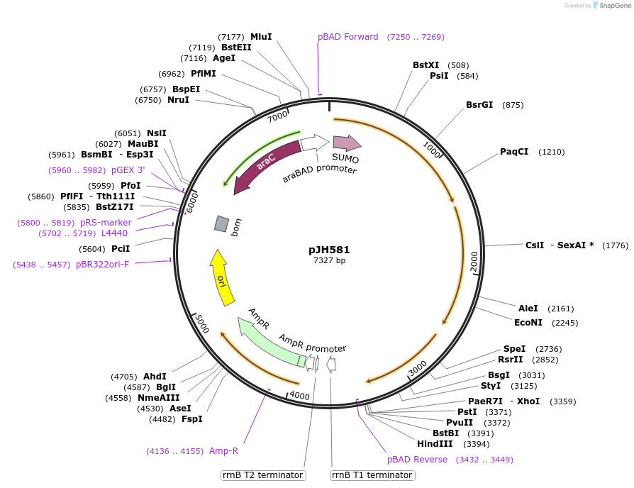 172165-plasmid-map-sequence-id-339054