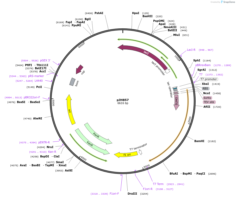 172175-plasmid-map-sequence-id-339056