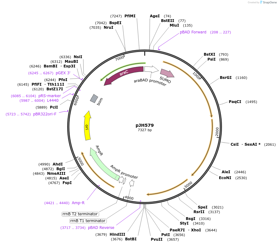 172163-plasmid-map-sequence-id-339058