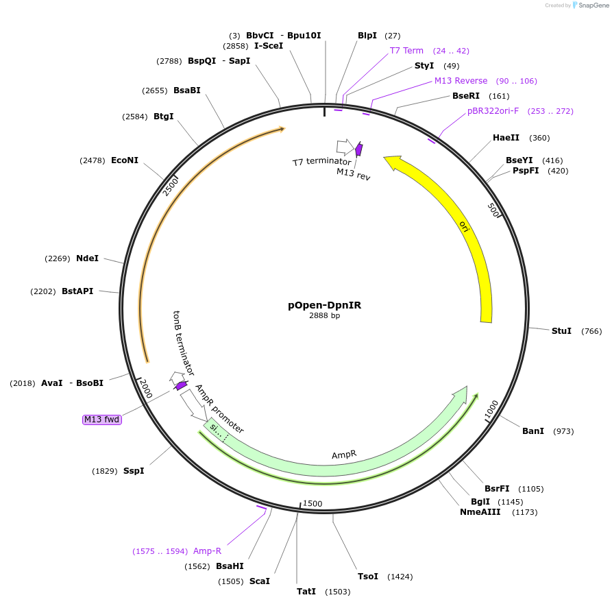165529-plasmid-map-sequence-id-339077