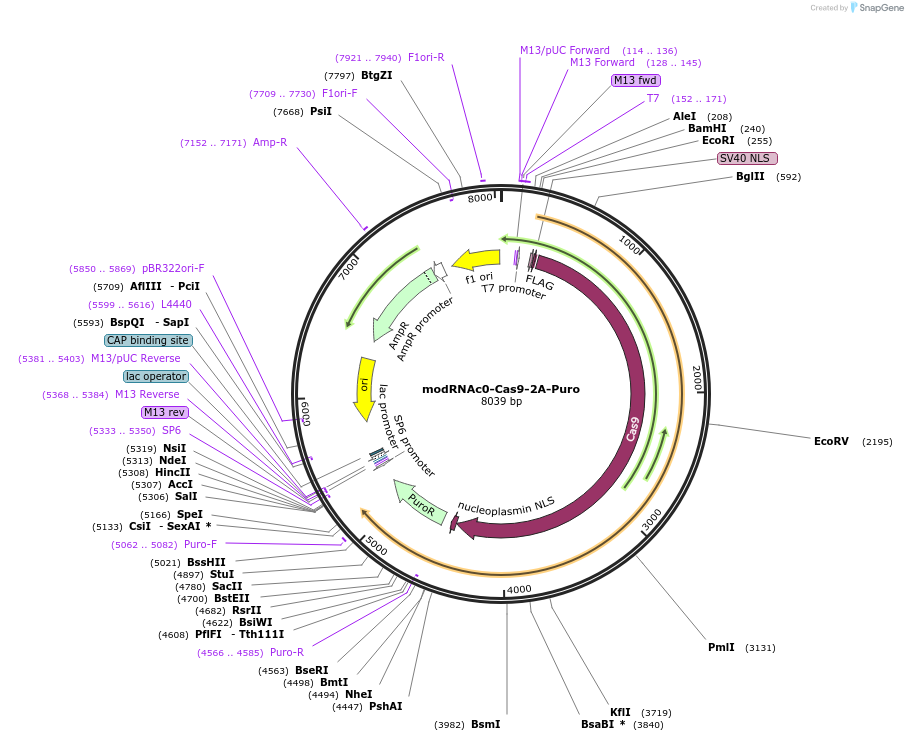 172855-plasmid-map-sequence-id-339078