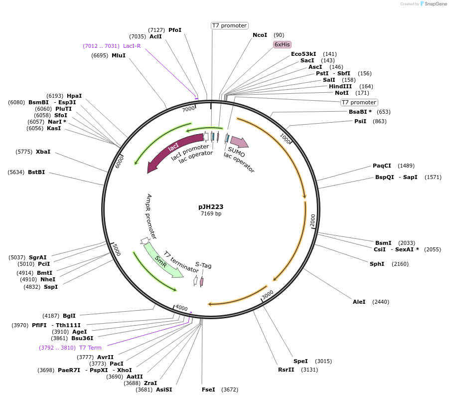 172151-plasmid-map-sequence-id-339080