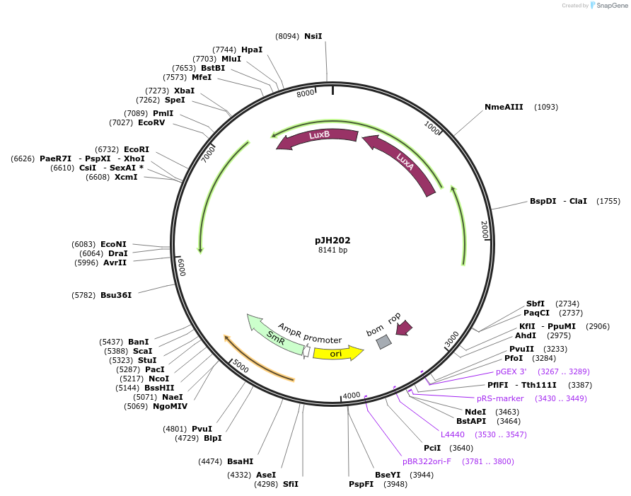 172150-plasmid-map-sequence-id-339082