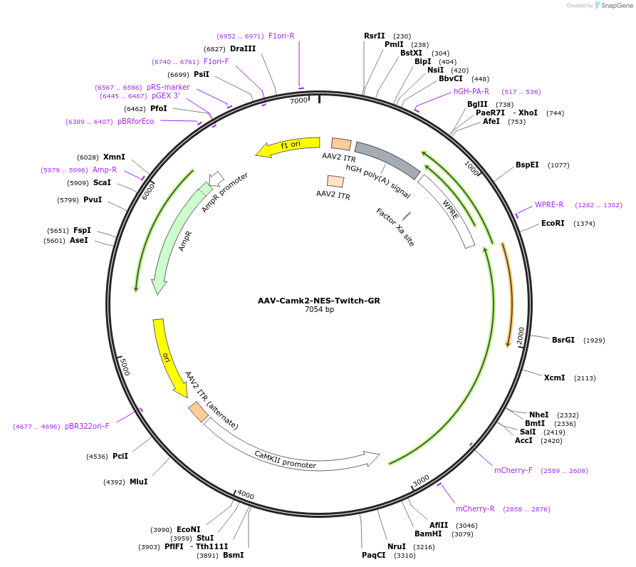 173044-plasmid-map-sequence-id-339084