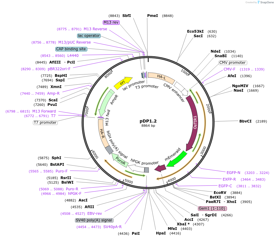 171092-plasmid-map-sequence-id-339101