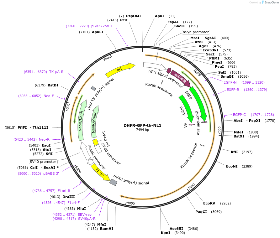 173007-plasmid-map-sequence-id-339111