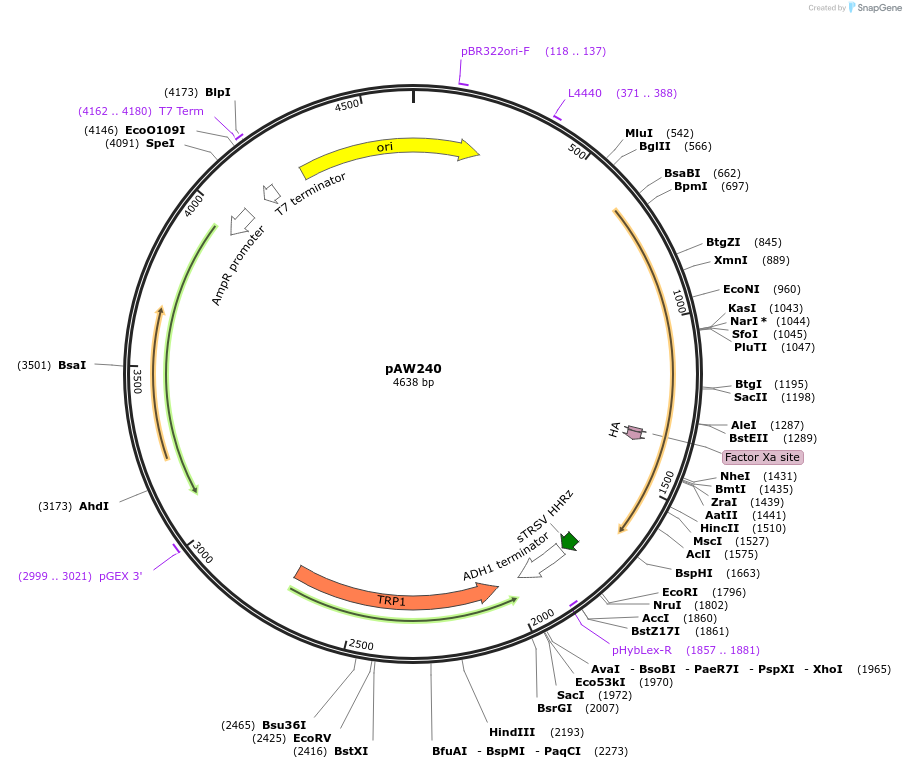 170791-plasmid-map-sequence-id-339123